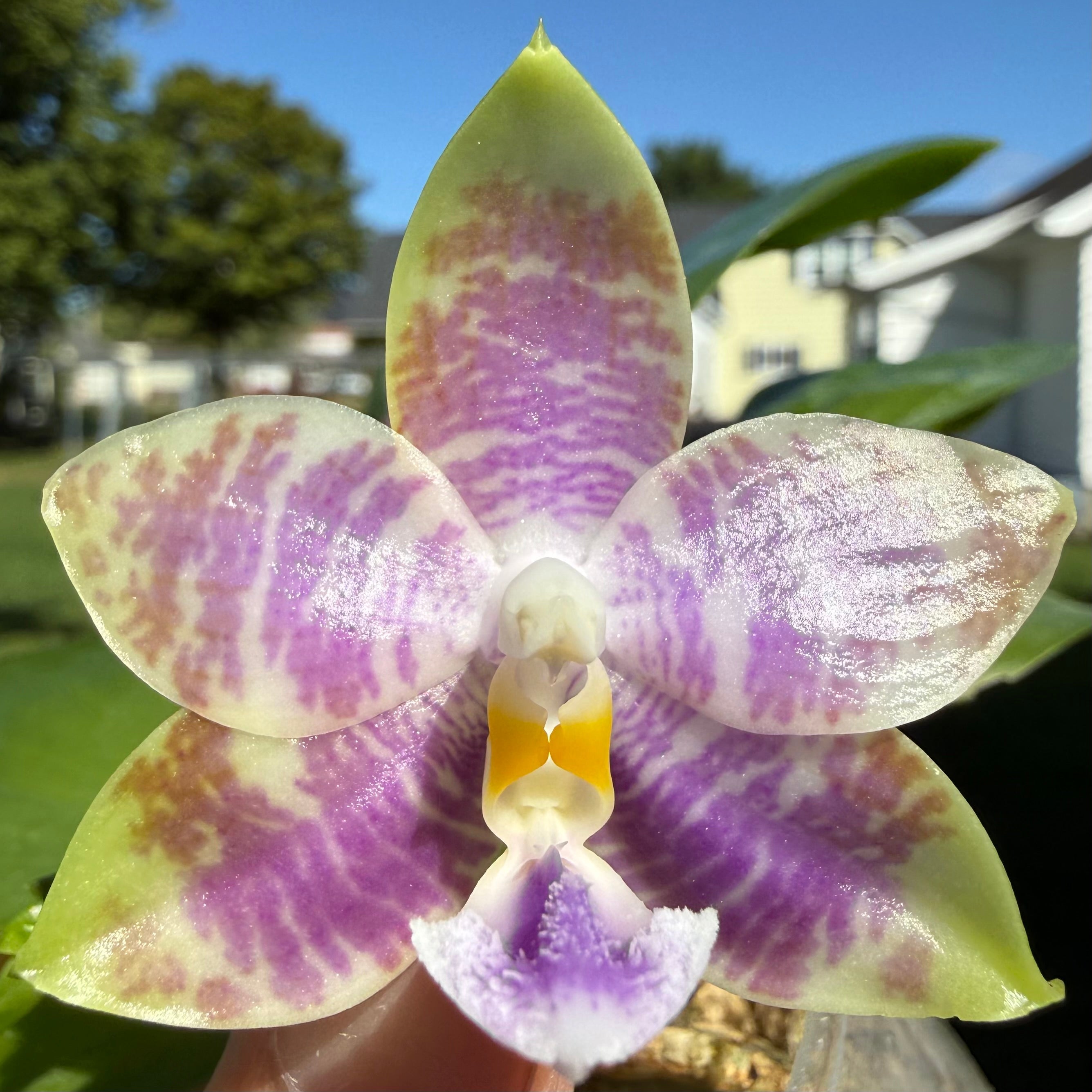 Phalaenopsis (Norman's Blue Jennifer x Mainshow Magic)