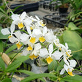 Phalaenopsis intermedia ‘YL75’ Third/WOC21