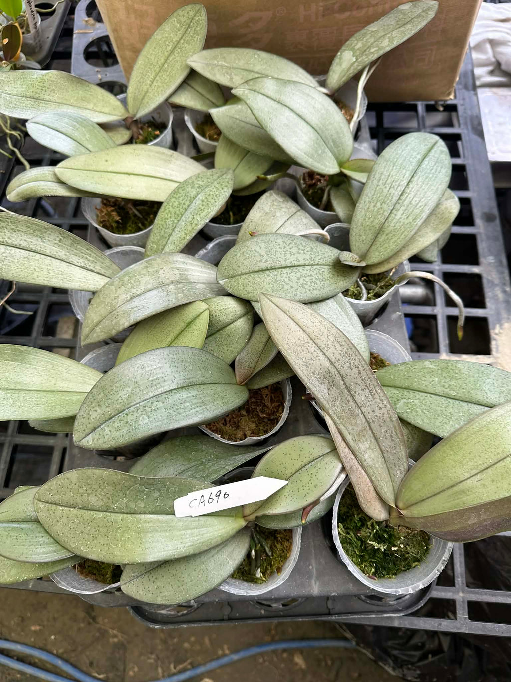 Phalaenopsis ((Coral Isles x javanica x bellina) x gigantea) x schilleriana