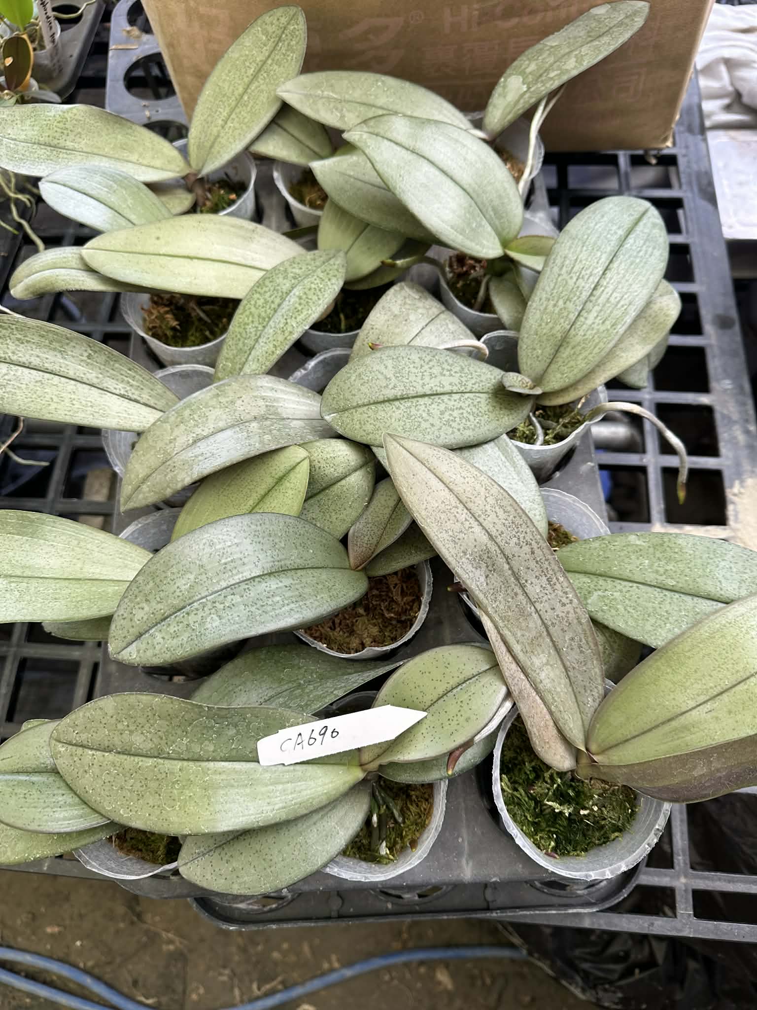 Phalaenopsis ((Coral Isles x javanica x bellina) x gigantea) x schilleriana