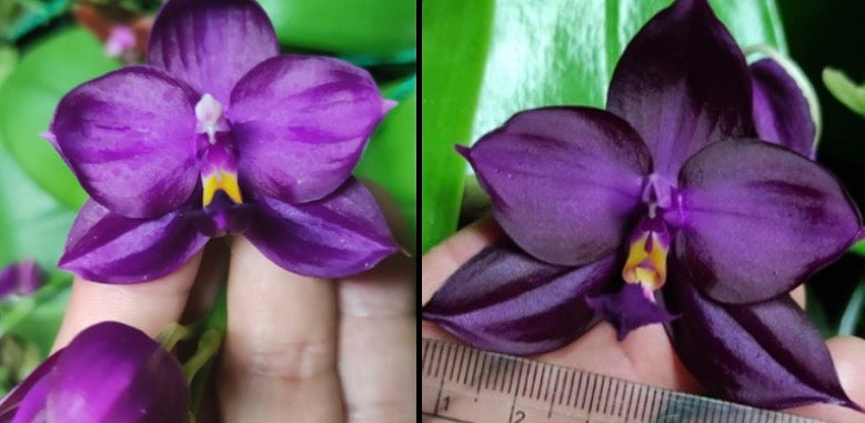 Phalaenopsis Orchid Seedlings from Bangkok Orchids - BK#4 & BK#2