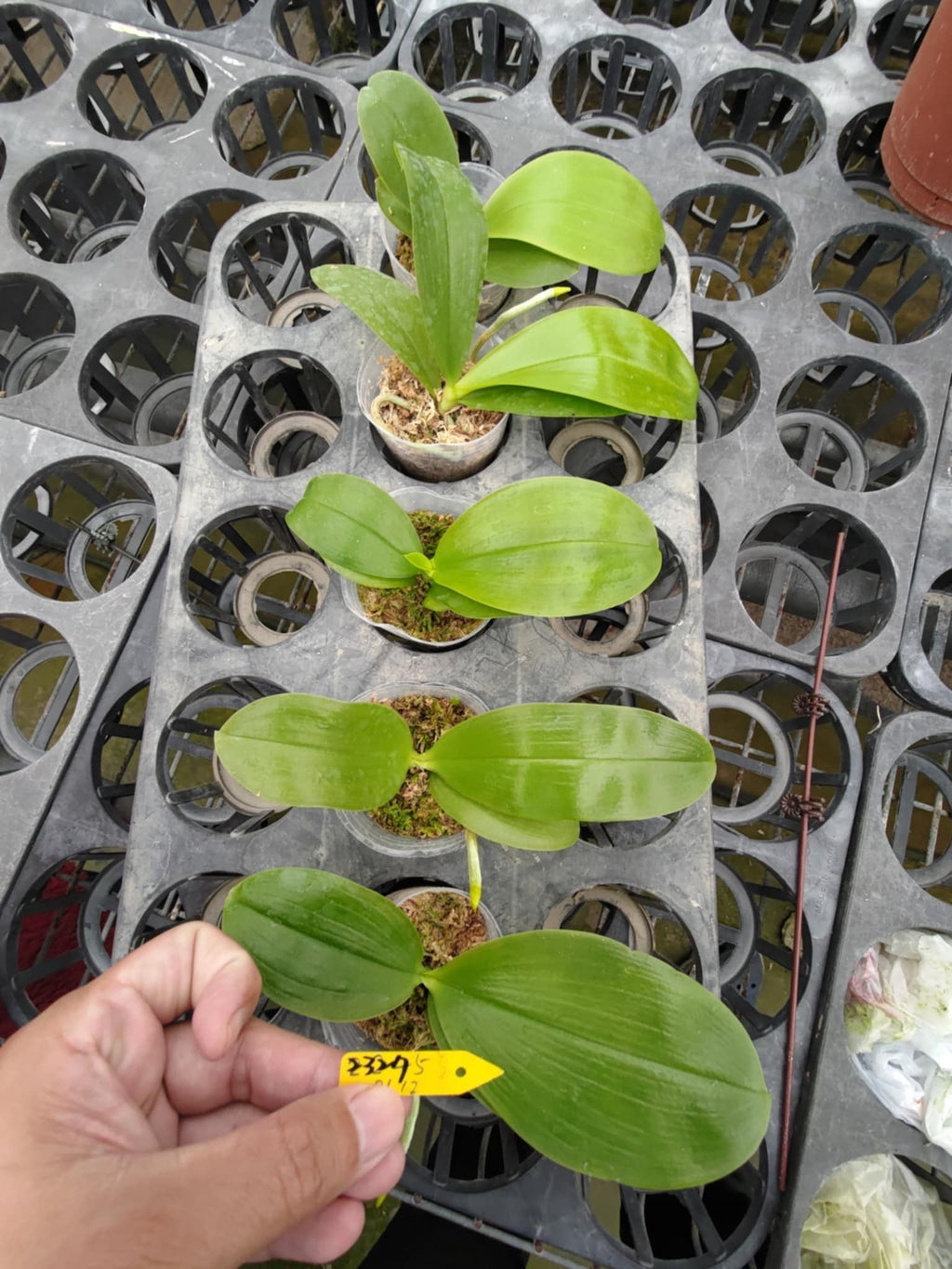 Phalaenopsis (Mituo Blue Frog 'Freya' x Freya's Blue Origin 'Blue Spider') 2327