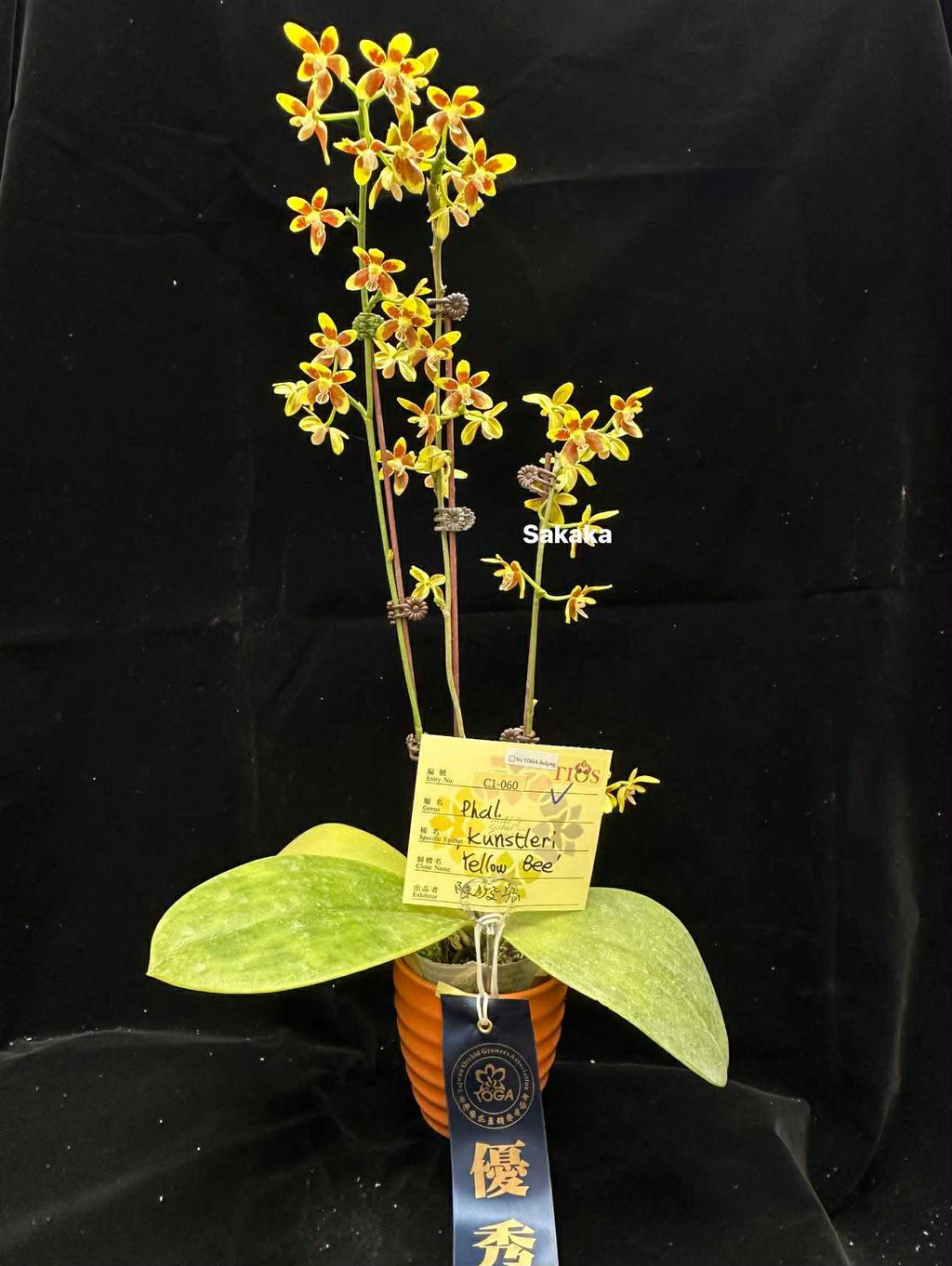 Phalaenopsis kunstleri