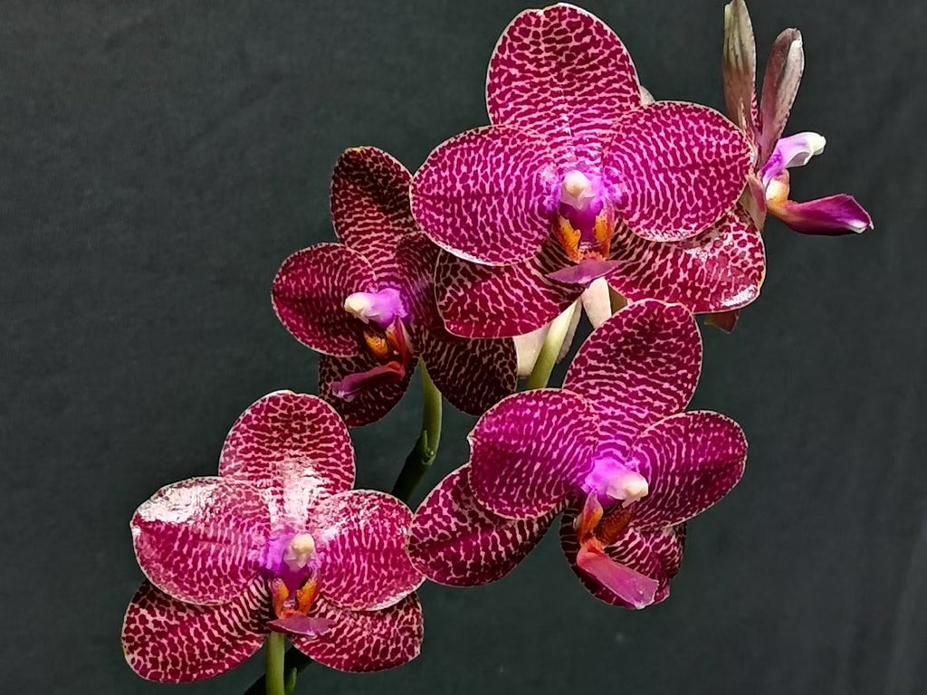 Phalaenopsis Miro Gold Mosla ‘Top Song’