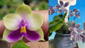 Phalaenopsis (bellina coerulea x speciosa blue)