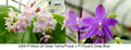 Phalaenopsis (Mituo 24 Solar Term x Freya’s Deep Blue)