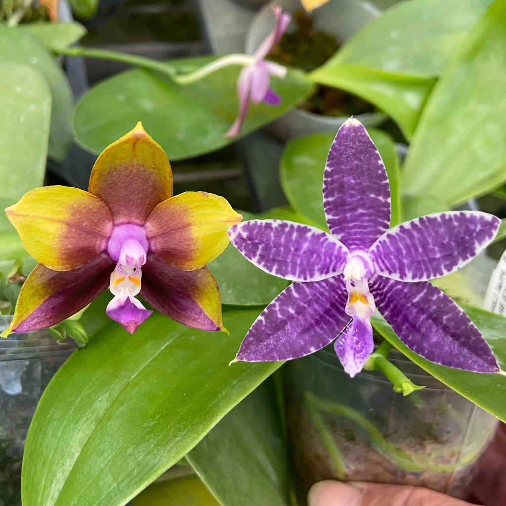 Compot QA055 - Phalaenopsis (Mituo Princess 'MO-479' x Mainshow Blue Tint)