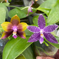 Compot QA055 - Phalaenopsis (Mituo Princess 'MO-479' x Mainshow Blue Tint)
