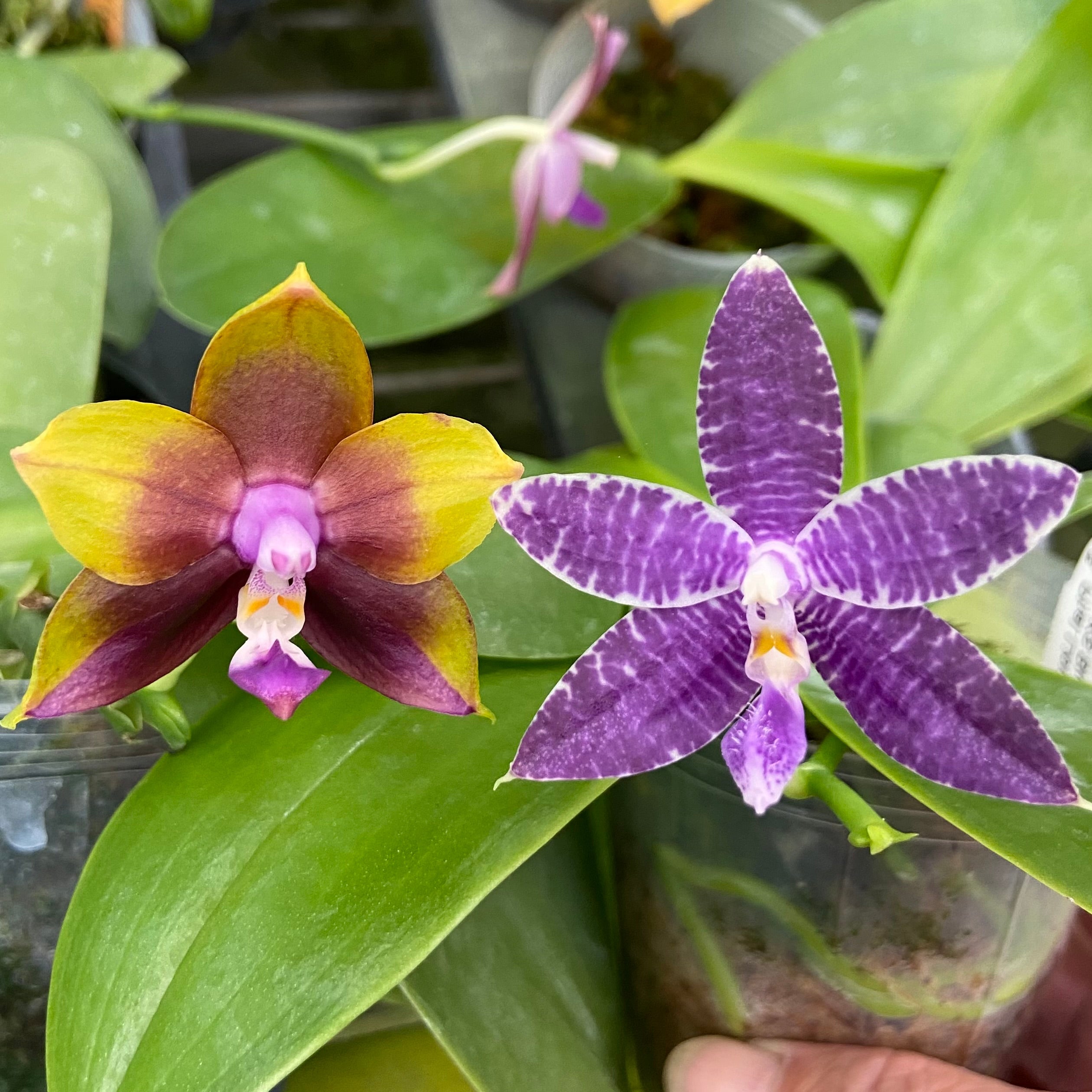 Compot QA055 - Phalaenopsis (Mituo Princess 'MO-479' x Mainshow Blue Tint)