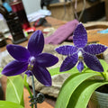 Phalaenopsis (Mainshow Blue Tint x Norman's Blue Jennifer) QA135