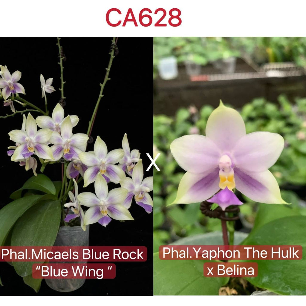 Phalaenopsis (Micaels Blue Rock 'Blue Wing' X (Yaphon The Hulk x Bellina))