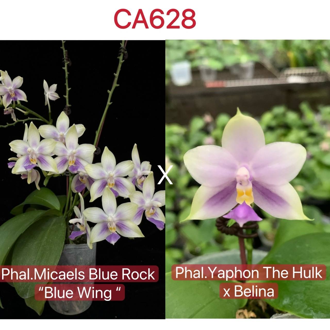 Phalaenopsis (Micaels Blue Rock 'Blue Wing' X (Yaphon The Hulk x Bellina))