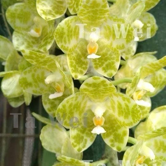 Phalaenopsis gigantea alba
