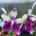 Phalaenopsis Lioulin Blue Jenny ‘Blue Dolphin’ YL85
