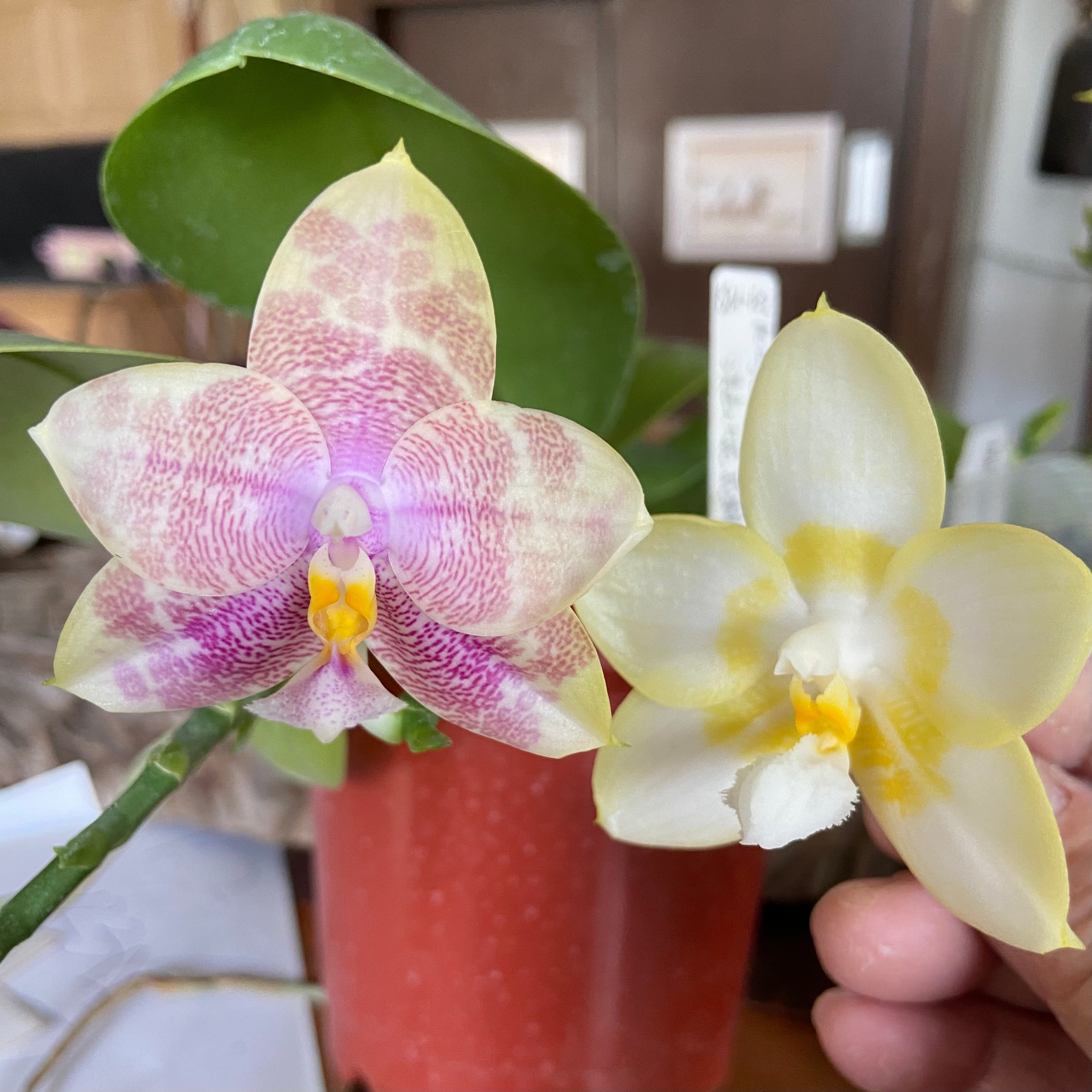 Phalaenopsis (Mainshow Colorful Light x Yaphon Lover) QA141