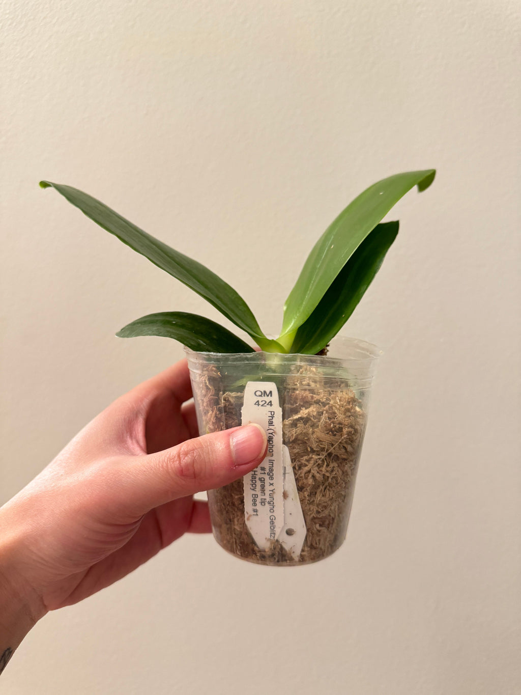 Phalaenopsis ((Yaphon Image x Yungho Gelblitz) X Mainshow Happy Bee #1)