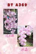 Phalaenopsis (schilleriana ‘流水银’ x schilleriana ‘冰晶’) BTA369