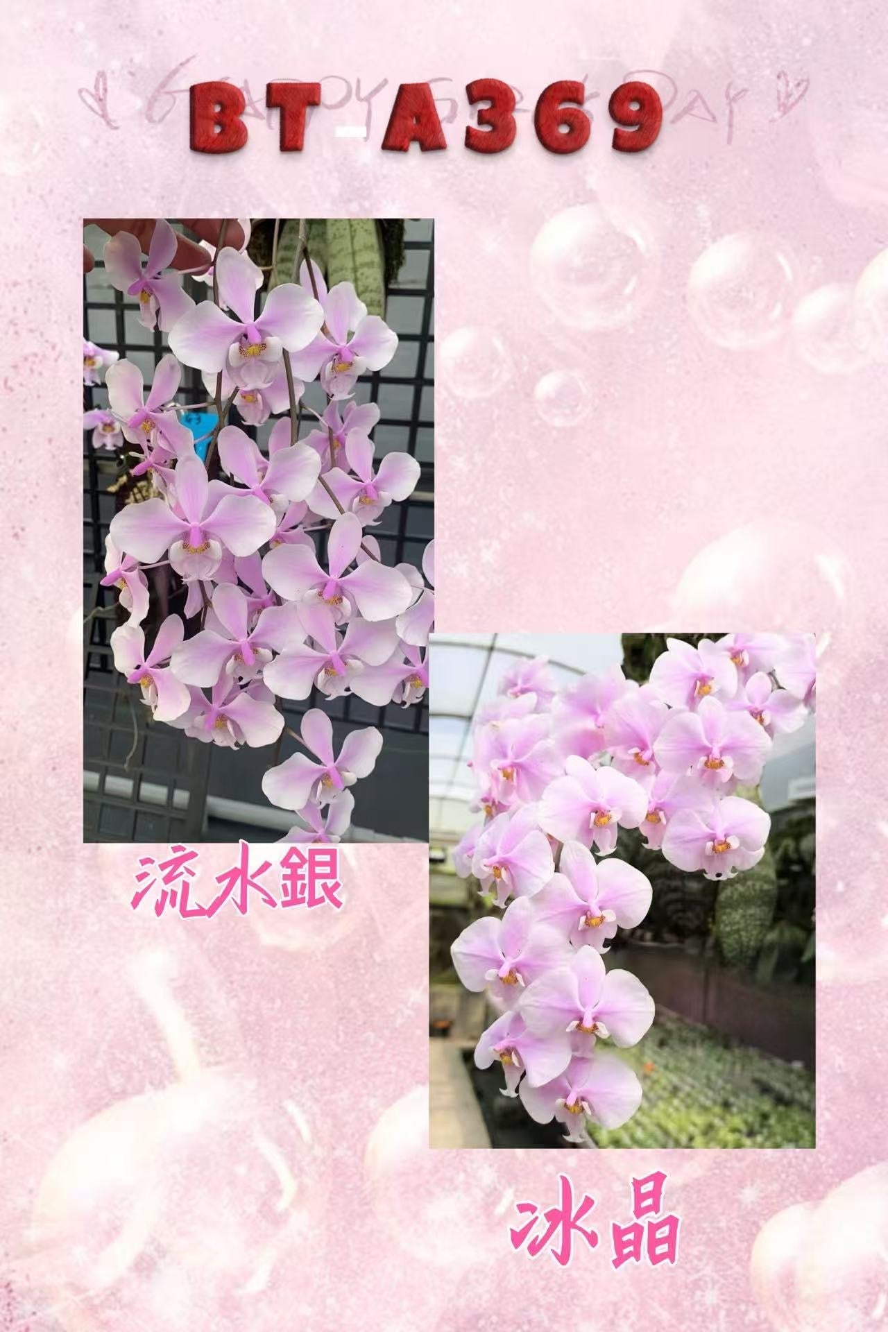 Phalaenopsis (schilleriana ‘流水银’ x schilleriana ‘冰晶’) BTA369