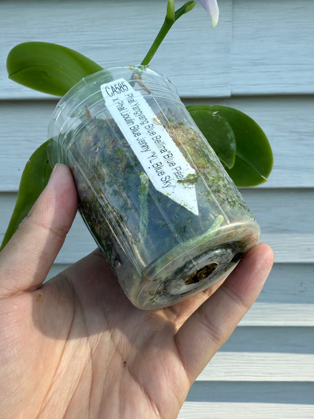 Phalaenopsis (YangYang Blue Bellina X Lioulin Blue Jenny)