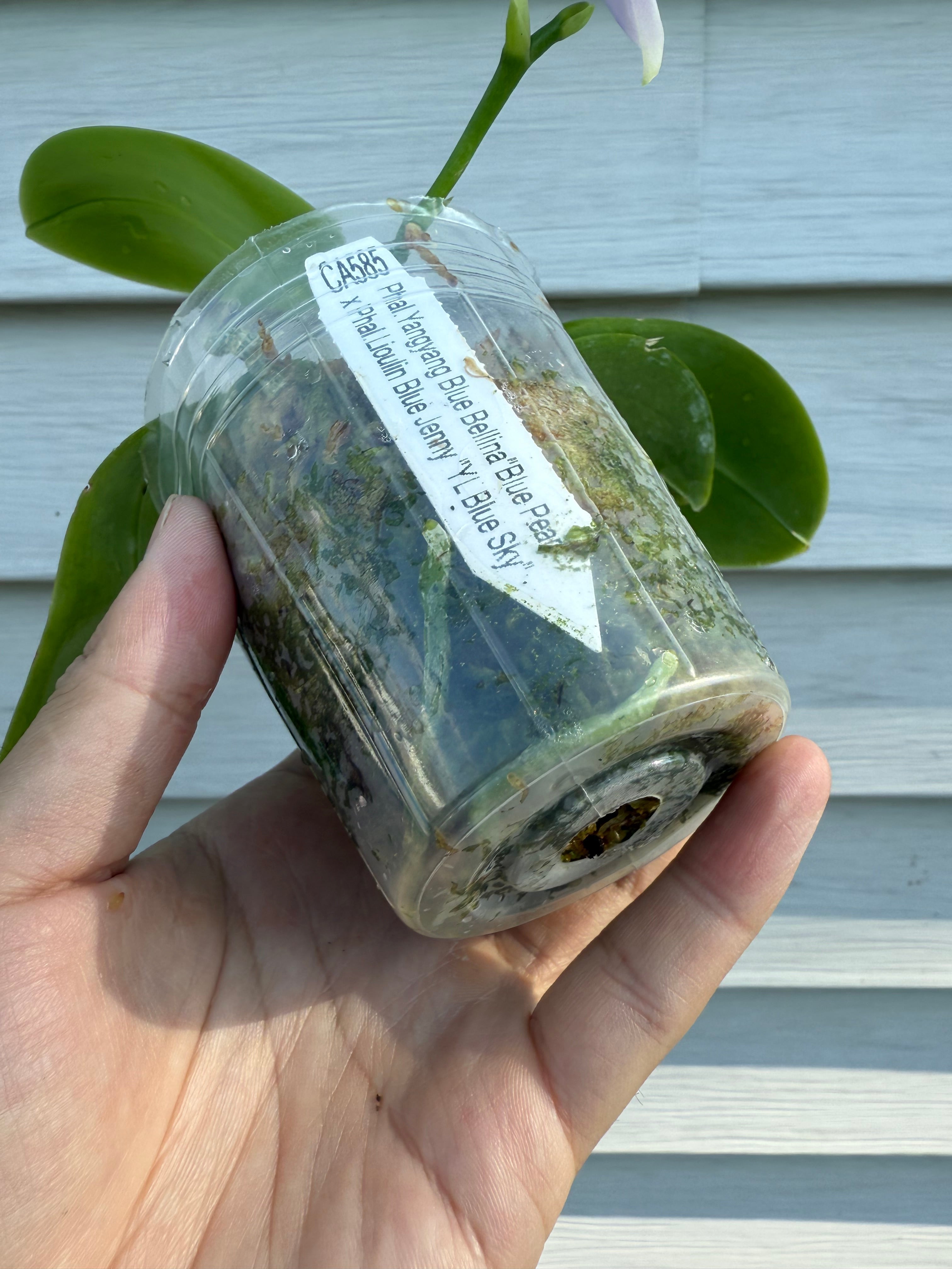 Phalaenopsis (YangYang Blue Bellina X Lioulin Blue Jenny)
