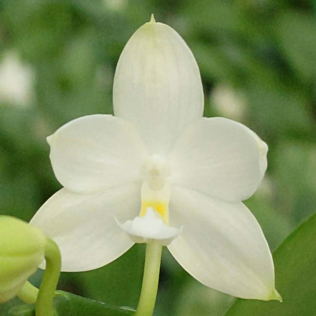 Phalaenopsis Rainbow Falconer YL107