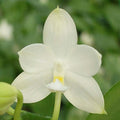 Phalaenopsis Rainbow Falconer YL107