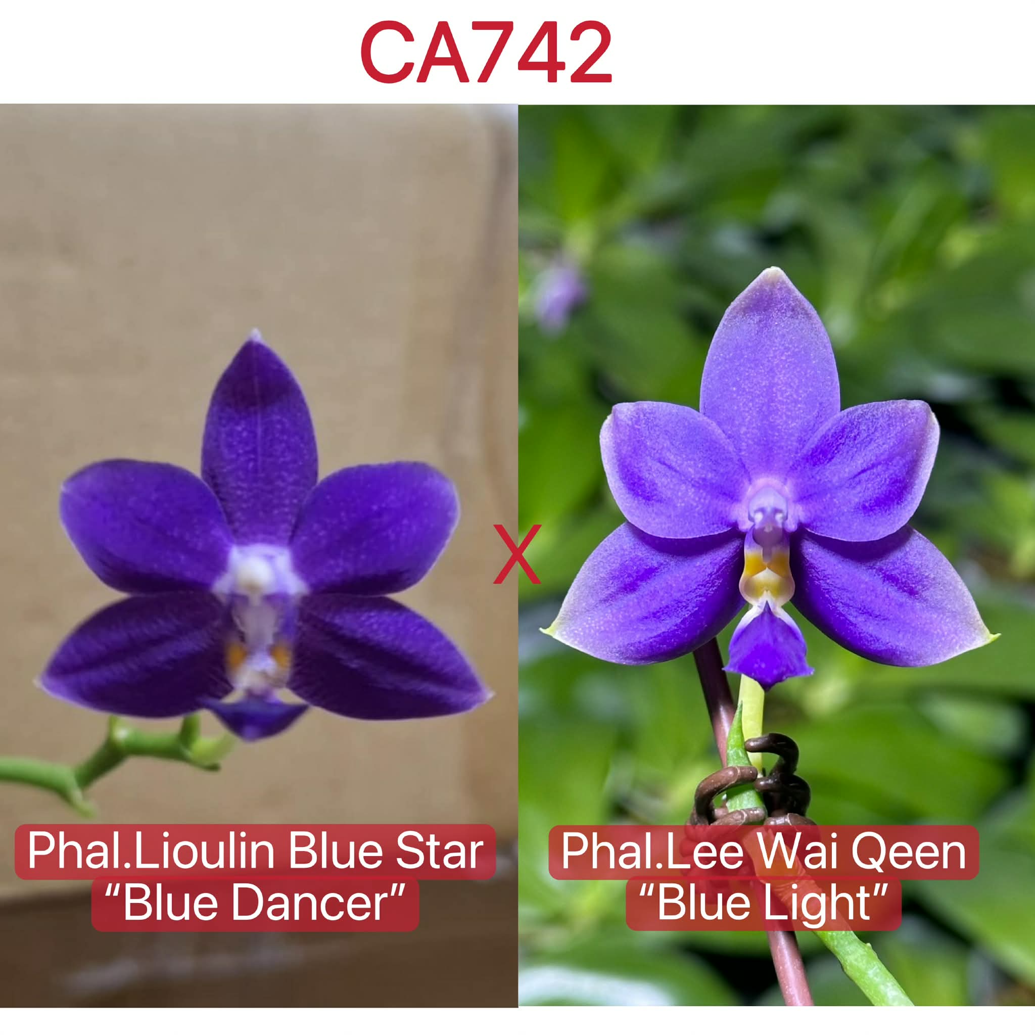 Phalaenopsis (Lioulin Blue Star x Lee Wai Queen)