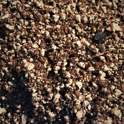 Desert Succulent