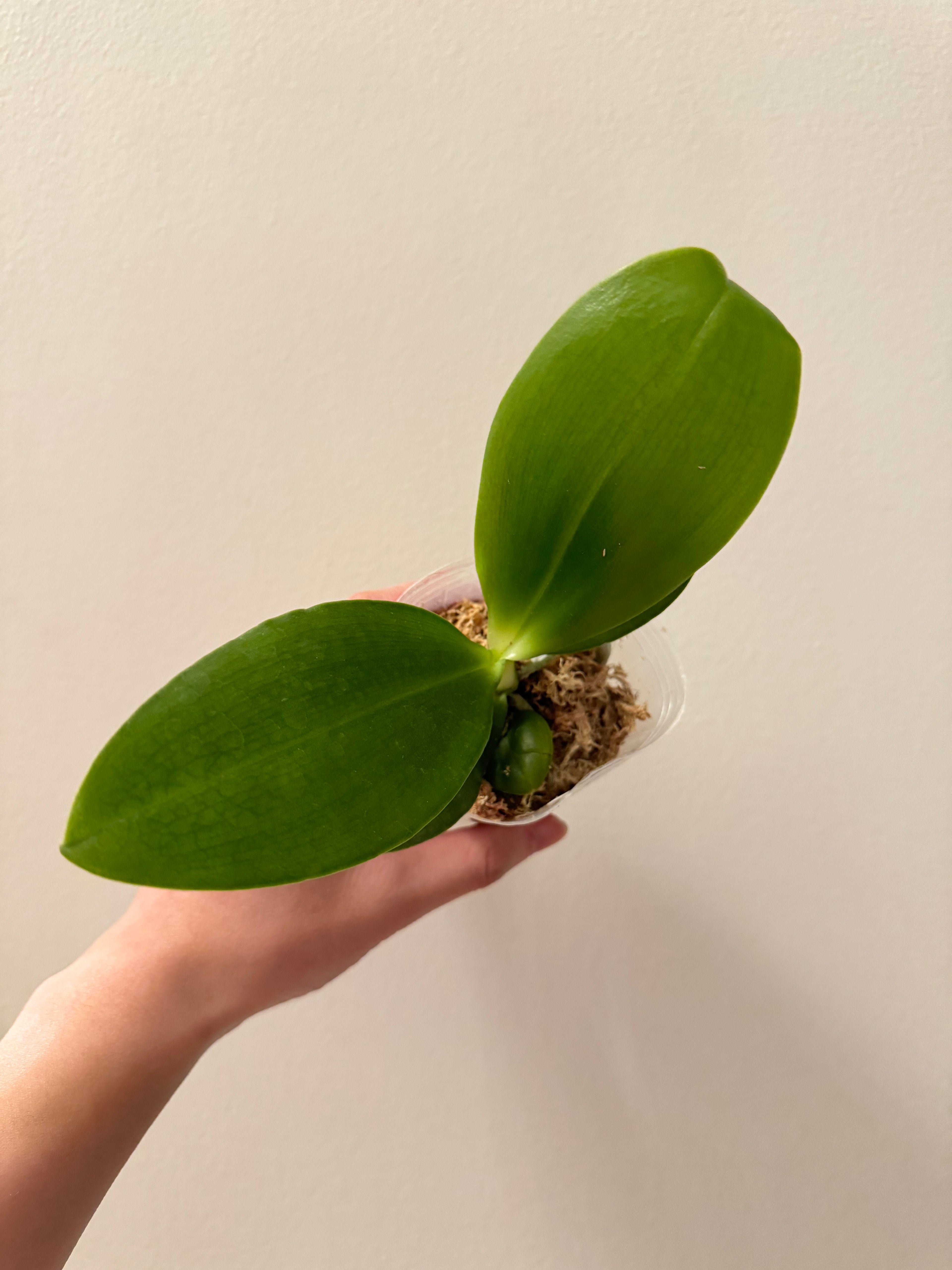 Phalaenopsis ((Yaphon Image x Yungho Gelblitz) X Mainshow Happy Bee #1)