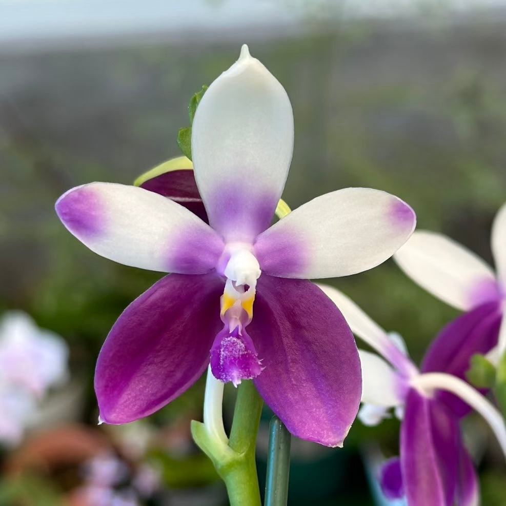 Phalaenopsis Lioulin Blue Jenny ‘Blue Dolphin’ YL85