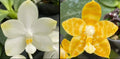 Phalaenopsis ((Yaphon Image x Yungho Gelblitz) X Mainshow Happy Bee #1)