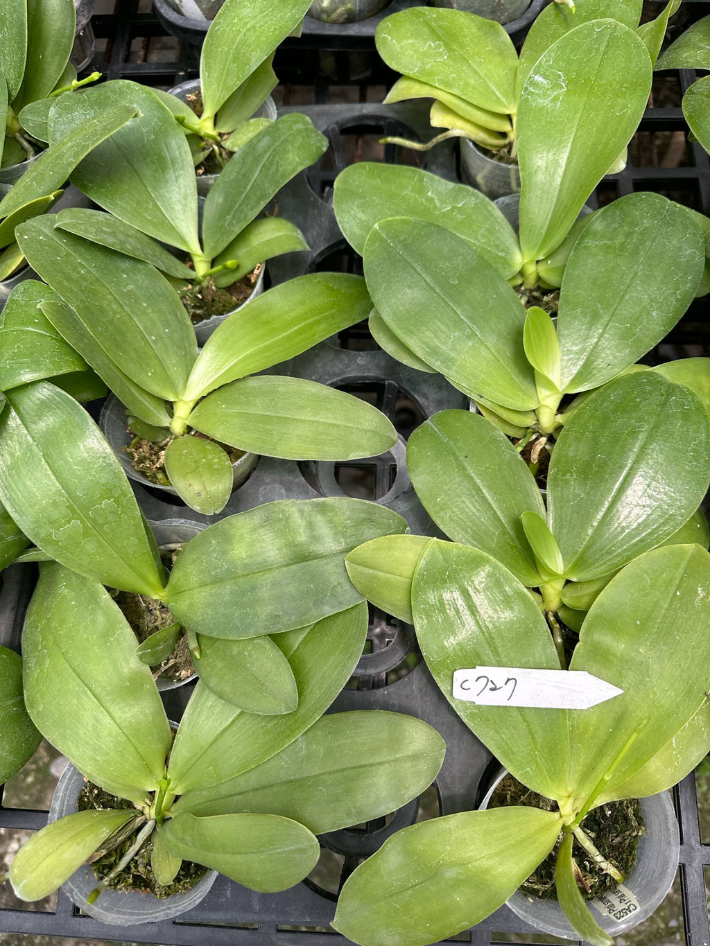 Phalaenopsis (Yang Yang Bellina X bellina 'pink')