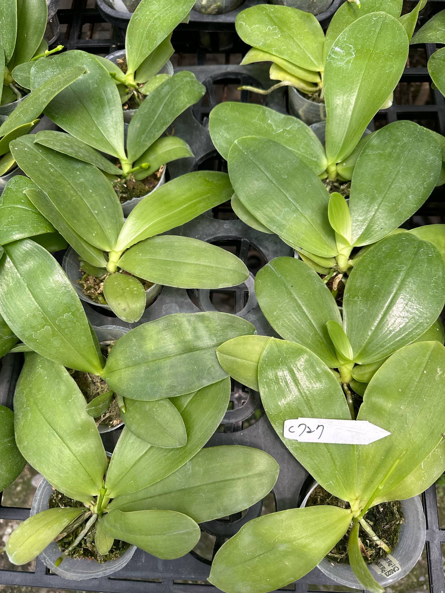 Phalaenopsis (Yang Yang Bellina X bellina 'pink')