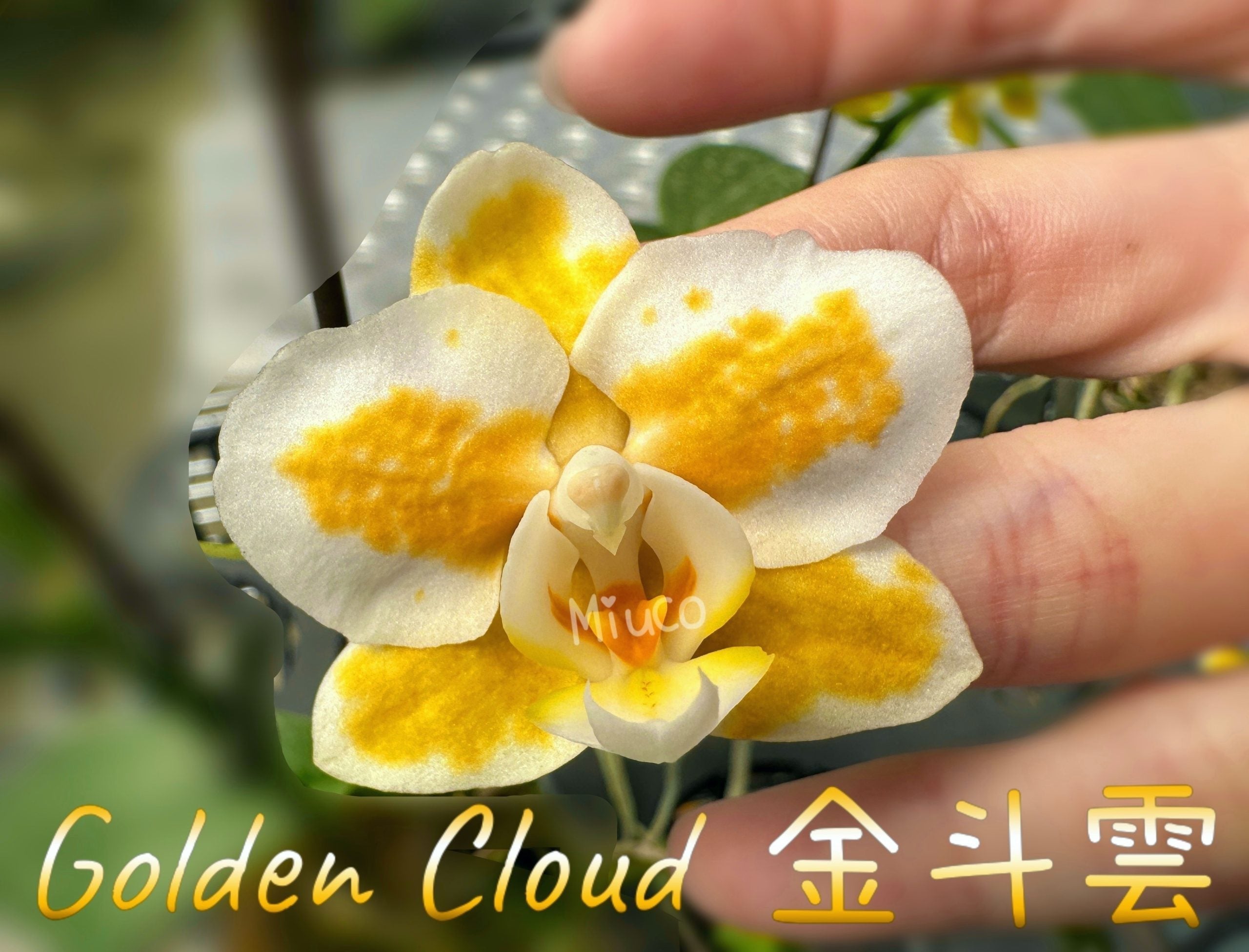 Phalaenopsis (Sogo Kitty X Rong Guan Amah) ‘Golden Cloud’