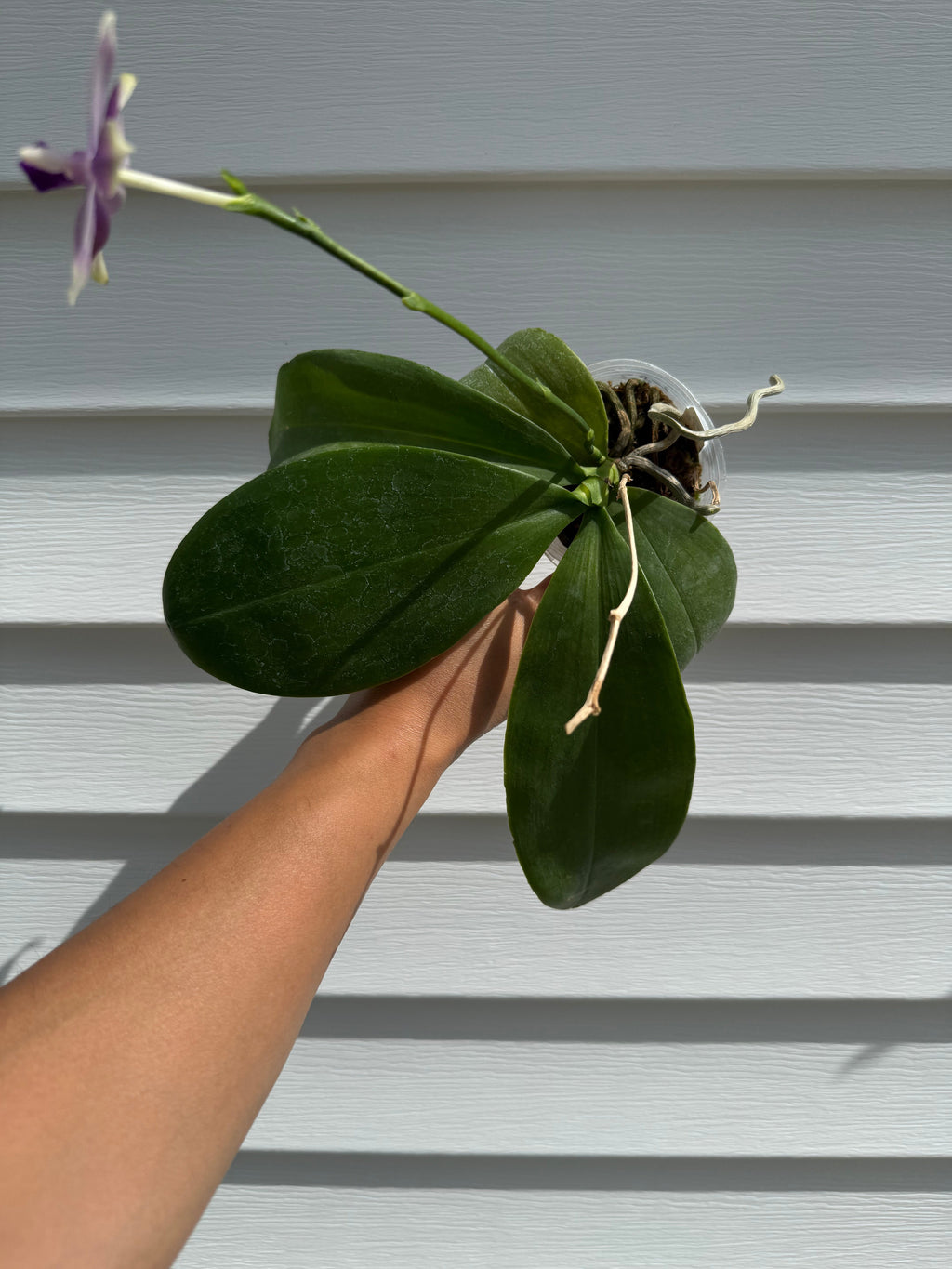 Phalaenopsis (Vinh Long Red Sun 'Sapphire' x Yaphon Blue Jewel 'Blue Jade')
