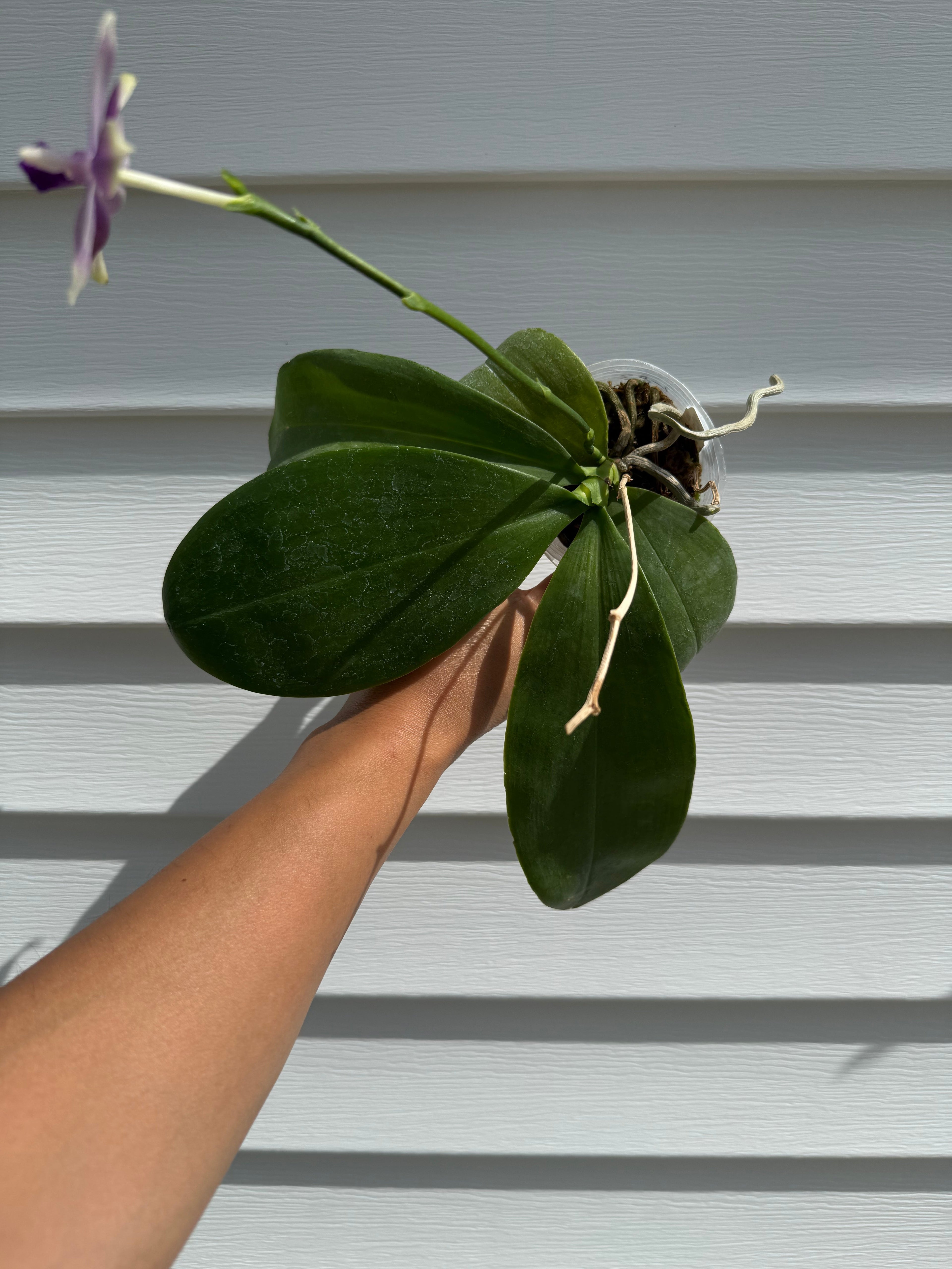 Phalaenopsis (Vinh Long Red Sun 'Sapphire' x Yaphon Blue Jewel 'Blue Jade')