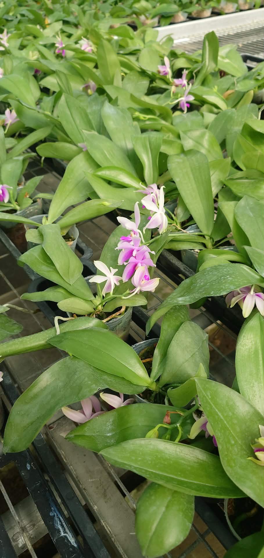 Phalaenopsis (fimbriata x bellina pink)