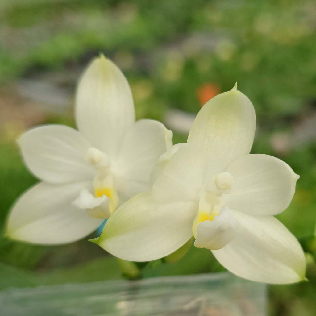 Phalaenopsis Rainbow Falconer YL107