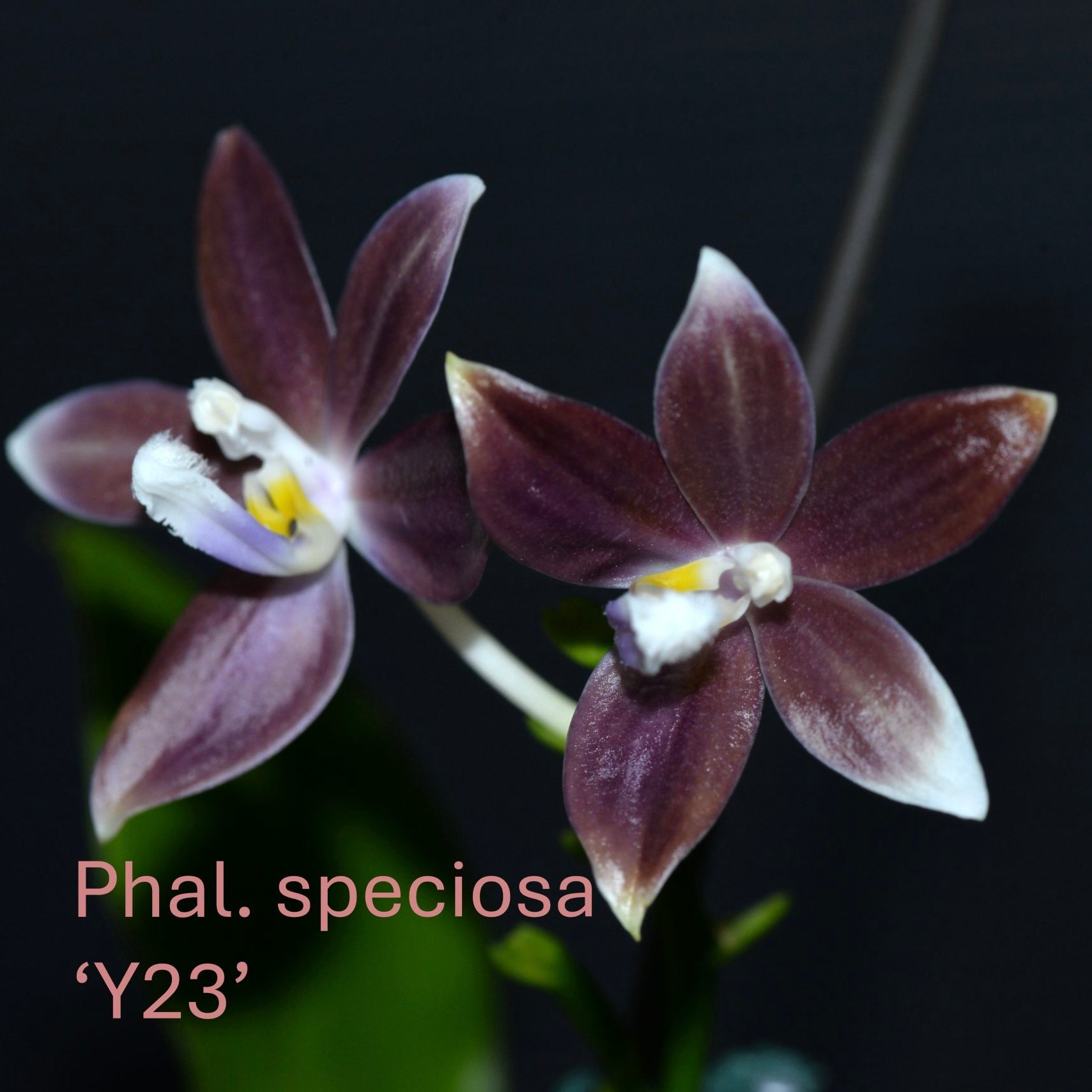 Phalaenopsis speciosa ‘Y23’