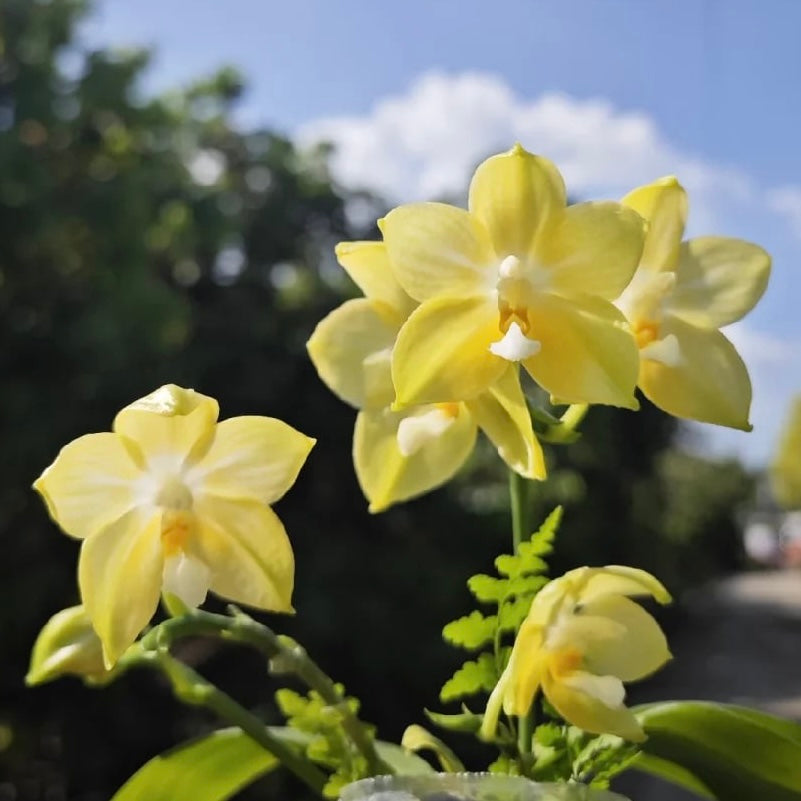 Phalaenopsis (Yaphon Lover X Chang Maw Evergreen)