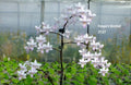 Phalaenopsis Freya's Sakura Rain 'Melody'