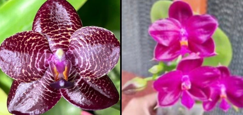 Phalaenopsis (Miro Sun ‘BK’ x (Yaphon Super Jaguar X (Yaphon Good Boy X venosa)) ‘BK#2’)