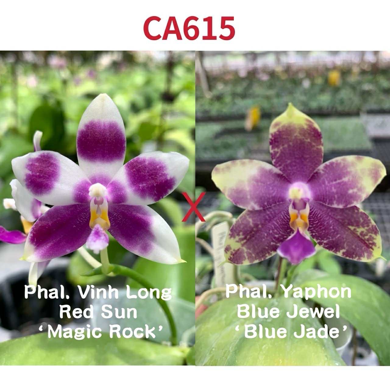 CA615-Phal. Vinh Long Red Sun x Phal. Yaphon Blue Jewel