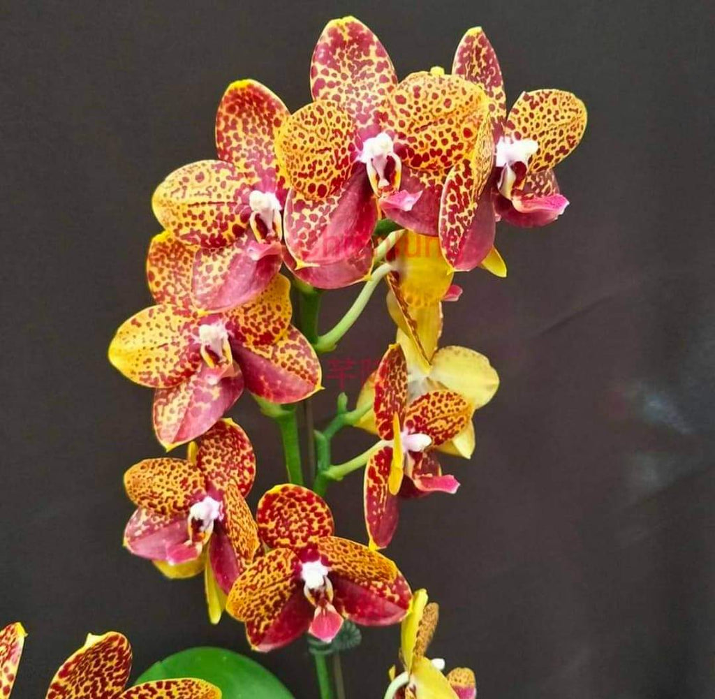Phalaenopsis Chienlung Black Parrot ‘CL Snake’ AM/AOS YL175