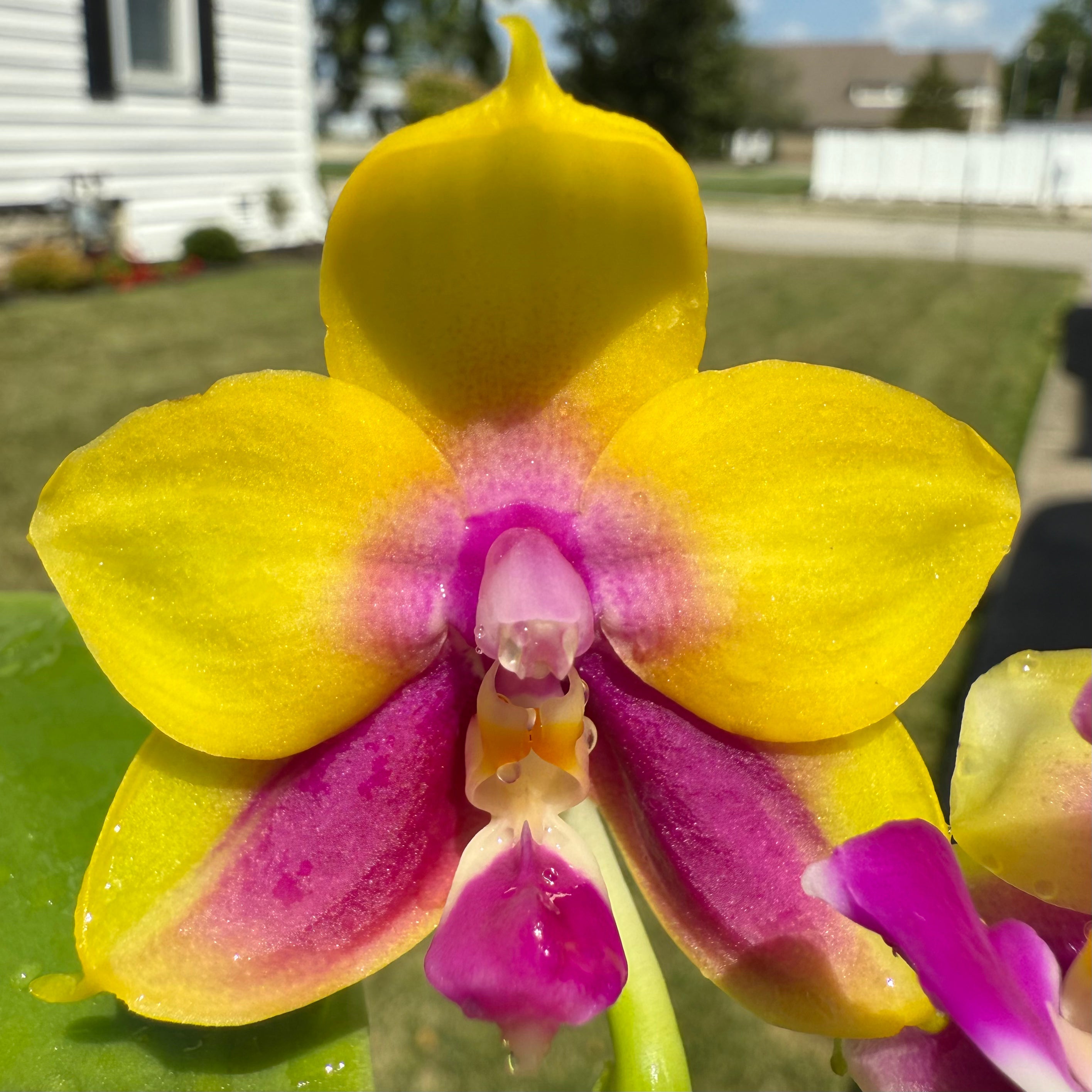 Phalaenopsis BKH2250