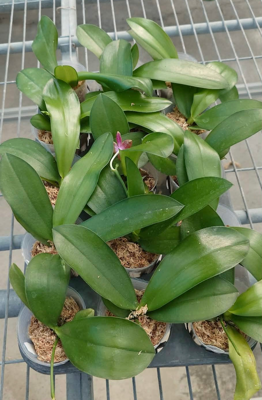 Phalaenopsis (Tying Shin Fly Eagle X Su-An Super Star) ‘YL129’