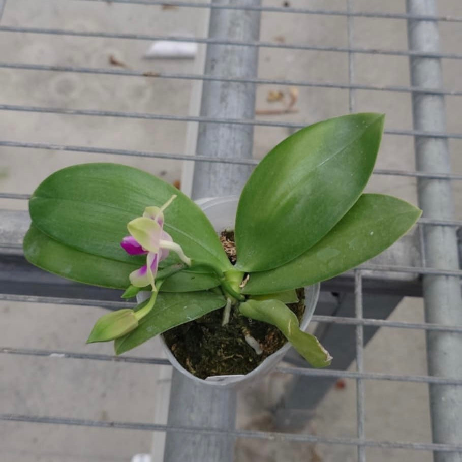 Phalaenopsis bellina ‘Fire Type’ x sib