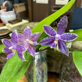 Phalaenopsis (Mainshow Blue Elf x Mainshow Blue Tint)