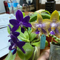 Phalaenopsis (Norman's Blue Jennifer x Mainshow Magic)