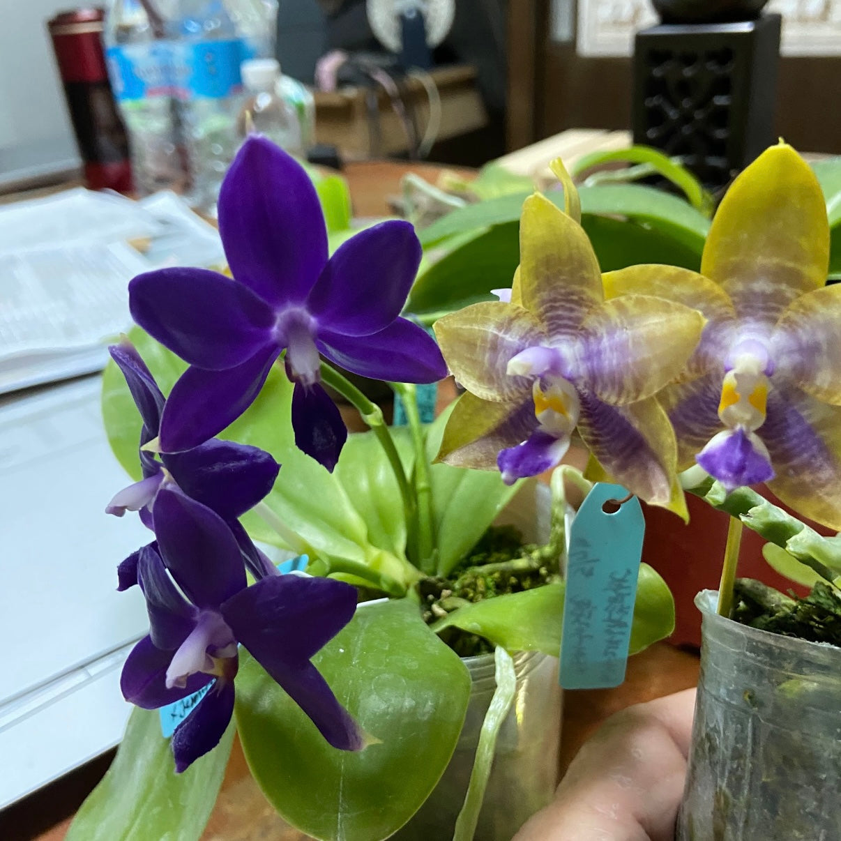 Phalaenopsis (Norman's Blue Jennifer x Mainshow Magic)